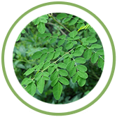 Moringa