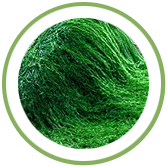 Spirulina