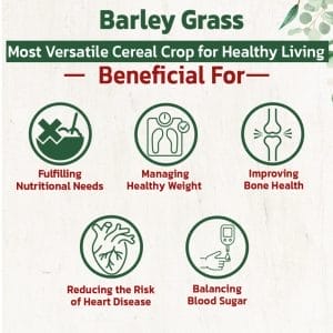 Barley Grass 1