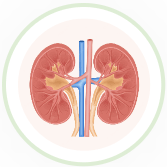 Kidney 3