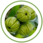 garcinia supplement manufacture